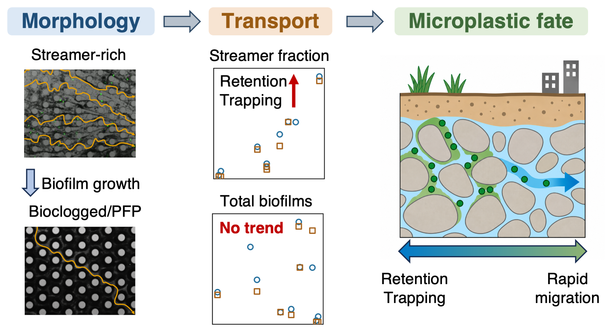 Graphical abstract linking biofilm morphology to microplastic transport, retention and trapping