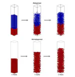 Comparison of the properties of segregated layers in a bidispersed fluidized bed to those of a monodispersed fluidized bed