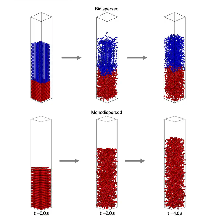 Comparison Of The Properties Of Segregated Layers In A Bidispersed ...